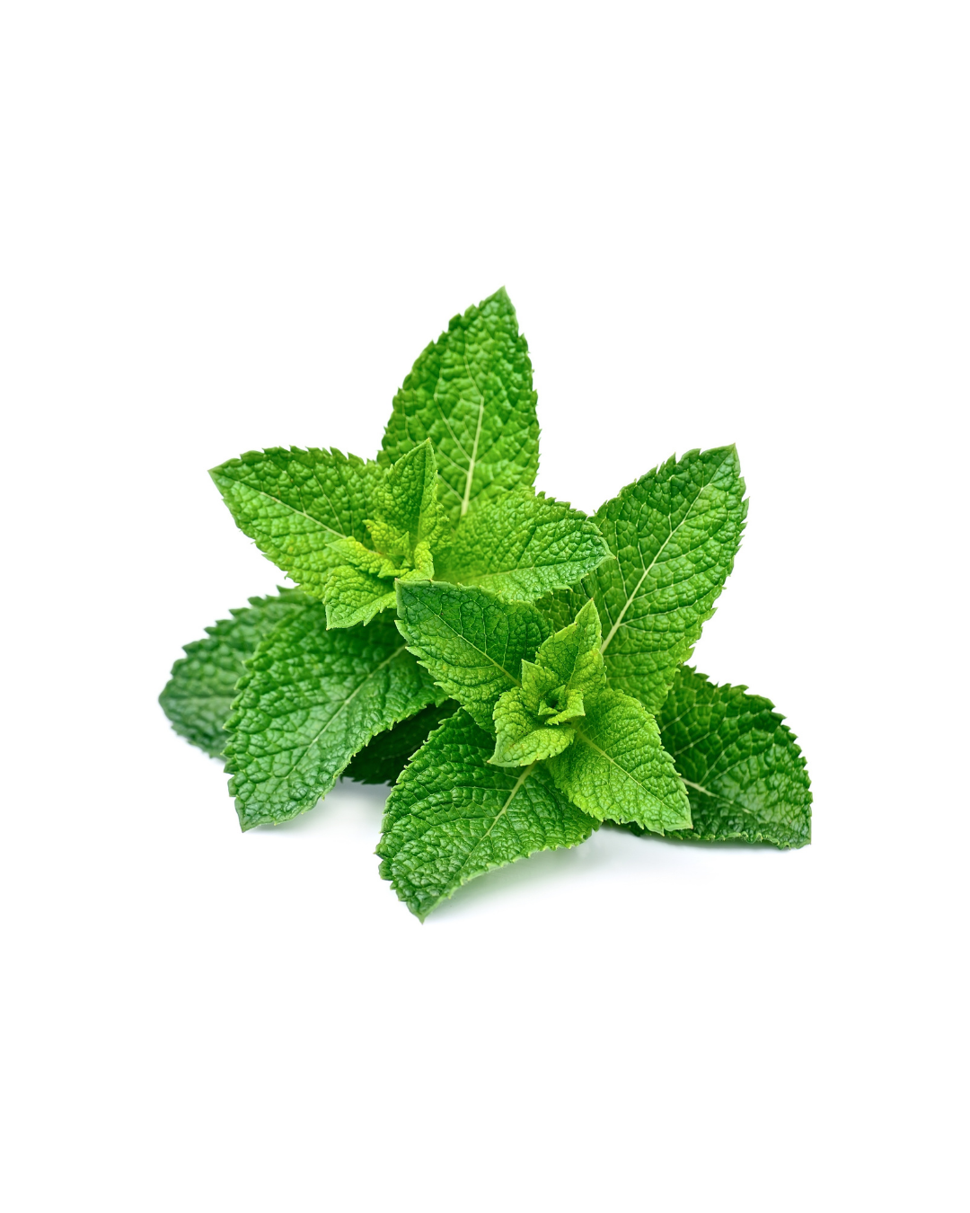 Peppermint