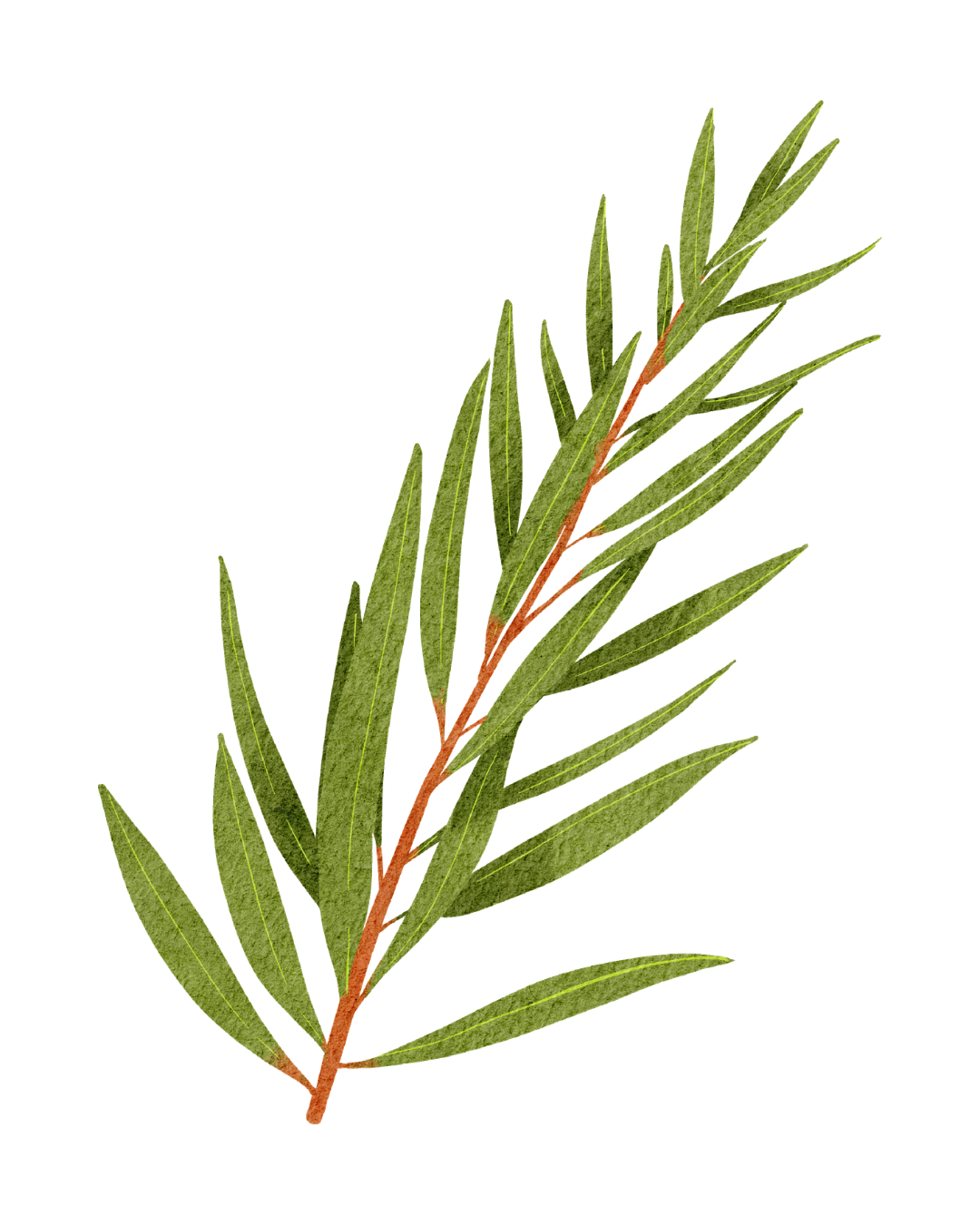Tea Tree